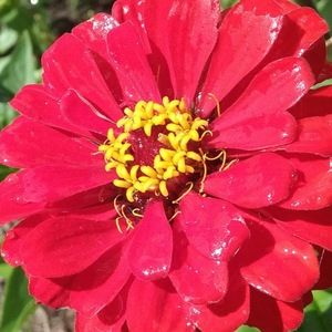 Meet your Posher, Rebecca